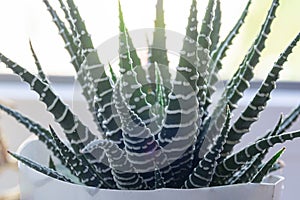 Haworthia attenuata Succulent Plant. Soft focus. Indoor, ornamental plant