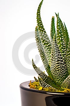 Haworthia attenuata var. radula â€“ Hankey Dwarf Aloe