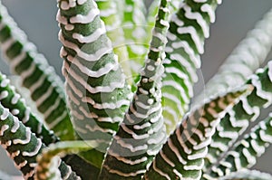 Haworthia bandaged cactus