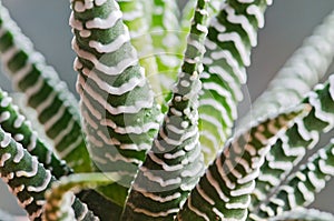 Haworthia bandaged cactus photo