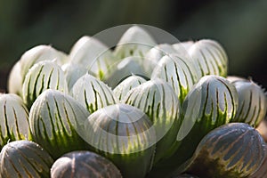 Haworthia cooperi with a dark atmosphere