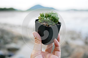 Haworthia Cooperi in hand with beach background