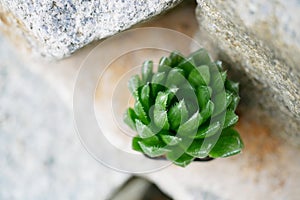 Haworthia Cooperi on the rock