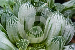 Haworthia cooperi variegata - succulent plant with thick succulent leaves