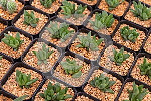 Haworthia cymbiformis plants