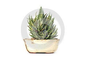 Haworthia fasciata