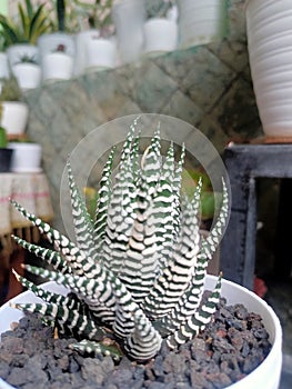 Haworthia fasciata