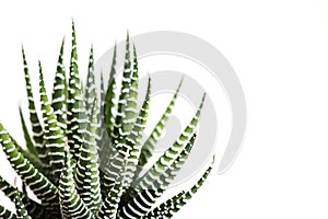 Haworthia fasciata cactus or Mah Lai isolated on white background