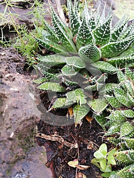 Haworthia fasciata succulant