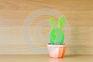 Haworthia Fasciata , succulent plant on wooden shelf