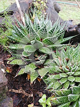 Haworthia fasciata zebra succulant