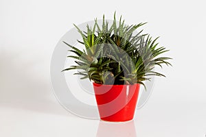 Haworthia, a houseplant in a ceramic pot