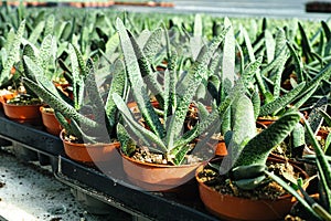 Haworthia is a large genus of small succulent plants, houseplant