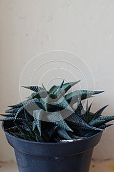 A Haworthia limifolia variegated cactus plant photo