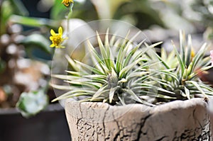 Haworthia limifolia variegated, haworthia arachnoidea or Haworthia limifolia or Haworthia Capillaris ,cactus