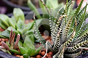 Haworthia limiforia white pattern rare plant beautiful nature in garden