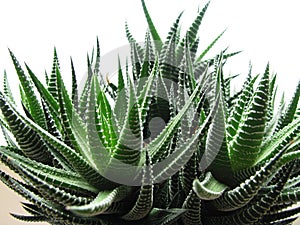 Haworthia