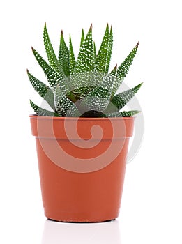 Haworthia Mix, cactus, succulent plant photo