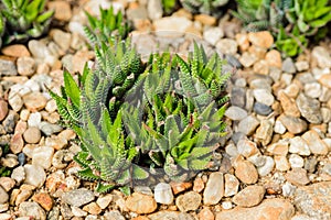 Haworthia pumila , Haworthia attenuata & Haworthia maxima