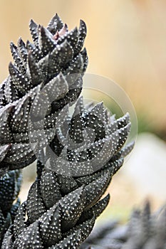 Haworthia Reinwardtii Cactus