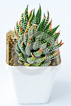 Haworthia reinwardtii plant succulent in pot. Green little flower.