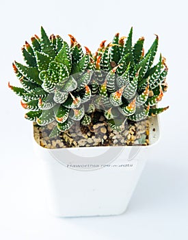 Haworthia reinwardtii plant succulent in pot. Green little flower.