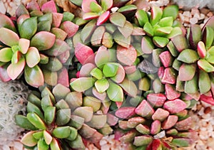 Haworthia rufescens or colorful red and green roses stone cactus flowers blooming ornamental plants texture nature patterns in top