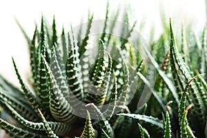 Haworthia. Selective focus