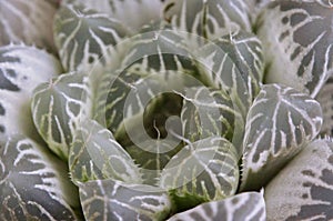 Haworthia Silverswirl white pattern rare plant beautiful nature in garden