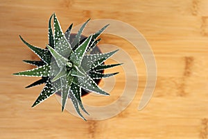 Haworthia, small succulent plant, flay lay on wooden background with copy space