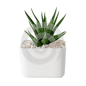 Haworthia succulent close up in a pot. Isolated