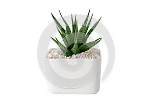 Haworthia succulent close up in white pot. Isolated on white. photo