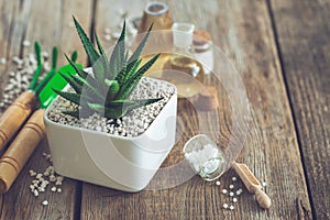 Haworthia succulent in flower pot, mini garden tools and homeopathic remedies for plant.