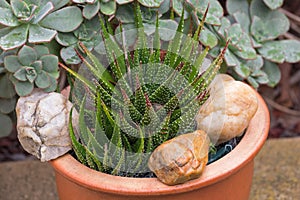 Haworthia succulent plant growing in a pot with spider web all o