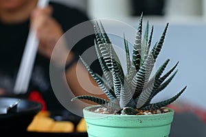 Haworthia tree in a green pot placed on the dining table