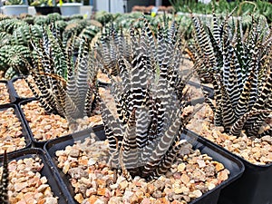 Haworthiopsis Attenuata is an agave-like succulent plant.