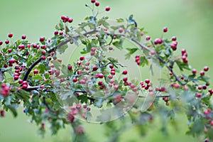 Hawthorn