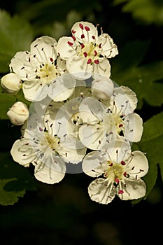 Hawthorn