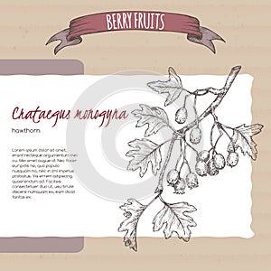 Hawthorn aka Crataegus branch sketch on cardboard background. Berry fruits series.