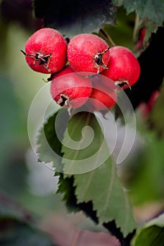 Hawthorn Arnold - ripe red fruit and leaves