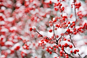 Hawthorn berries