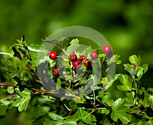 Hawthorn Berries