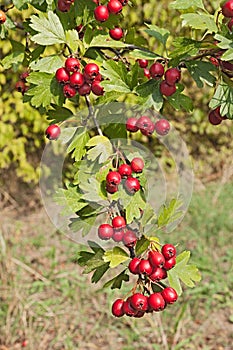 Hawthorn berries