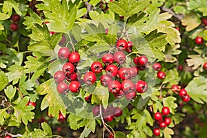 Hawthorn berries