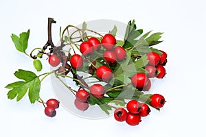 Hawthorn berries