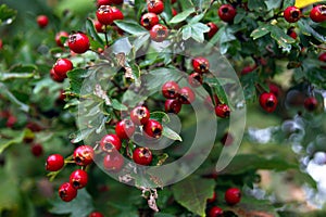 Hawthorn berries