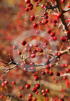 Hawthorn berries