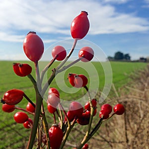 Hawthorn Berries.