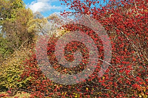 Hawthorn berries in the Alexander Garden  on an autumn day