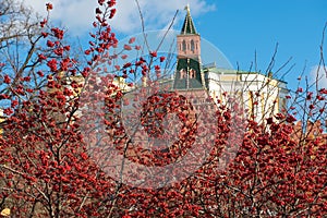 Hawthorn berries in the Alexander Garden near the walls of the Moscow Kremlin